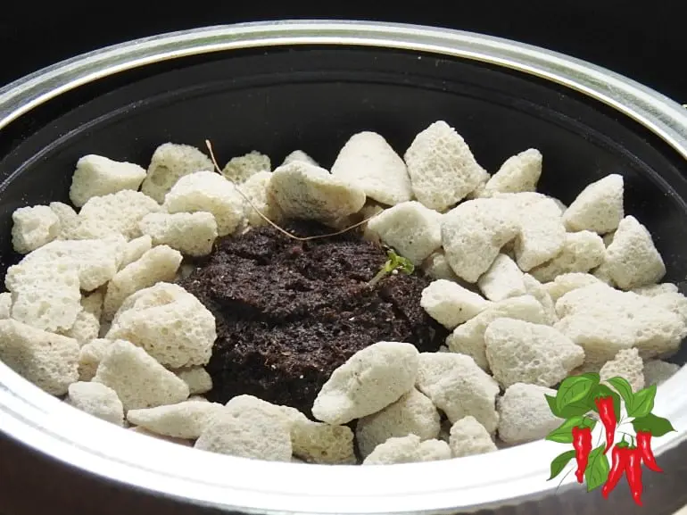 Mason Jar Hydroponics Kratky Method Mason Jar Lettuce