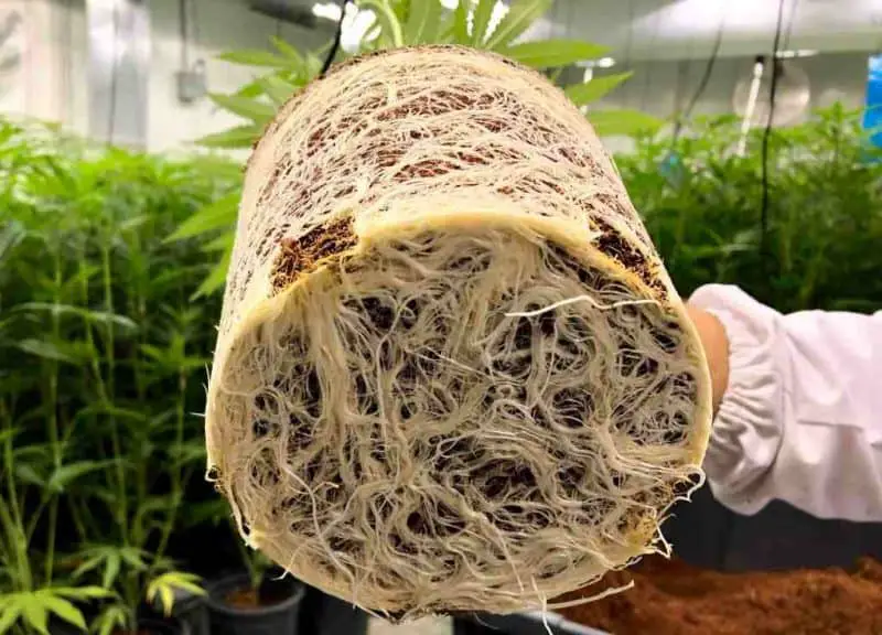 Growing Vegetables In Coco Coir More roots more fruits