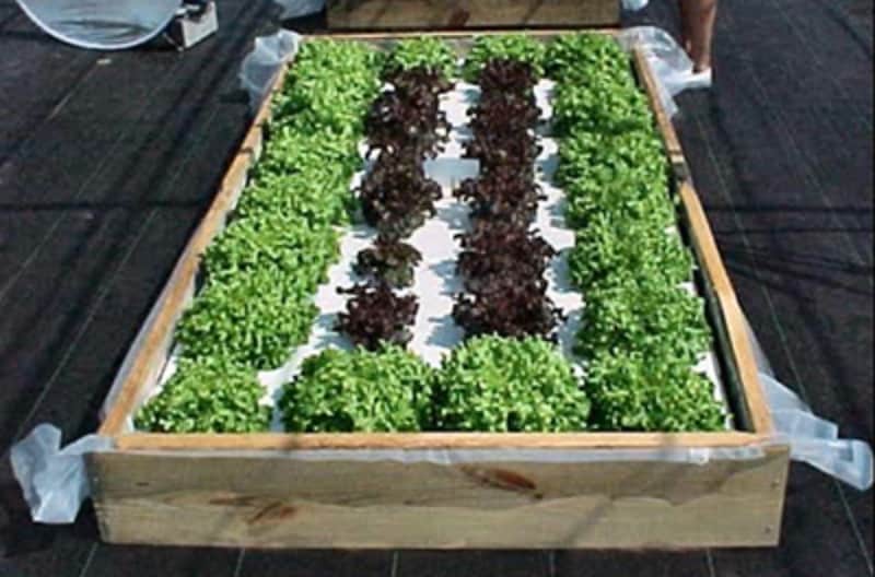 Kratky method lettuce raft