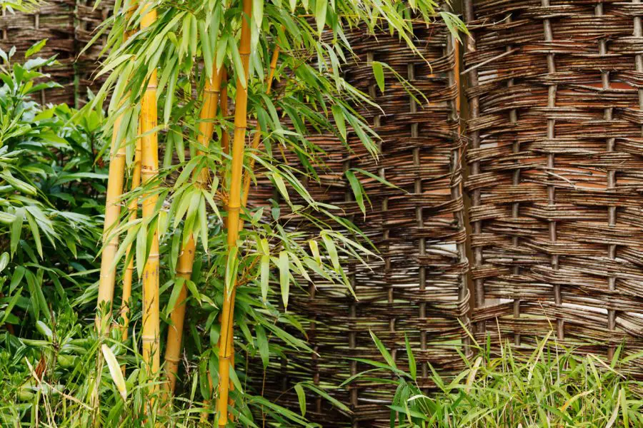 Indoor Bamboo Care