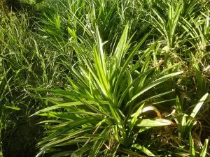 Discover The Secrets Of Pandan Plant Care