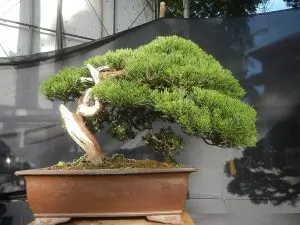 Penjing vs Bonsai