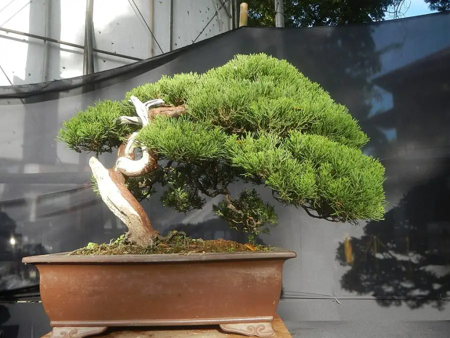Penjing vs Bonsai Are Bonsai Trees Good Luck?