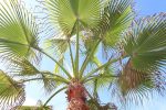 Chinese Fan Palm CareIndoors
