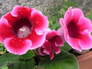 Gloxinia Plant Care