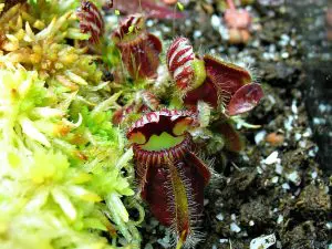 Cephalotus Follicularis Care