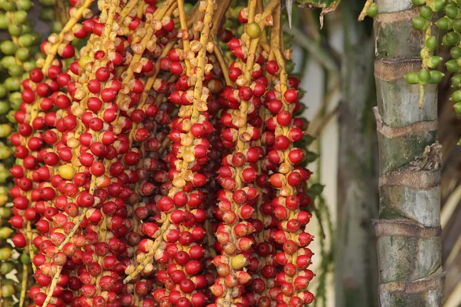 Christmas Palm fruit