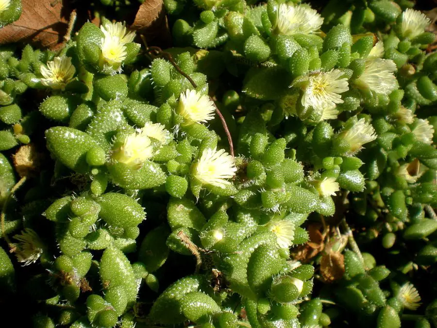 Delosperma echinatum flowering