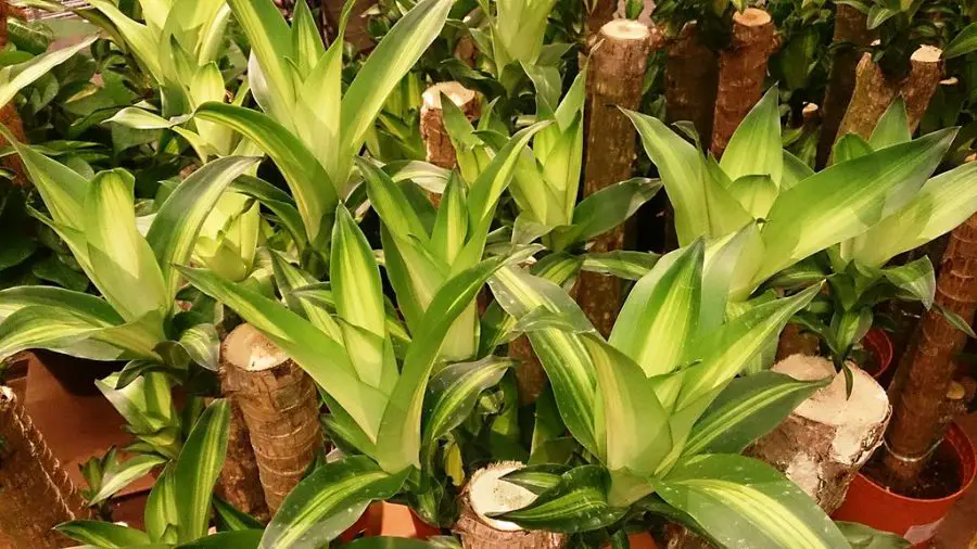 Indoor Plants That Can Live for Decades - Dracaena fragrans