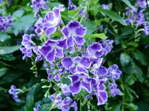 Growing Duranta in Pots: 11 Golden Dewdrop Growth Tips