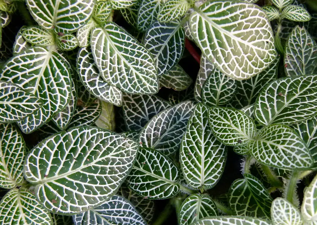 How to Make a Nerve Plant Thrive: 10 Tips and Tricks