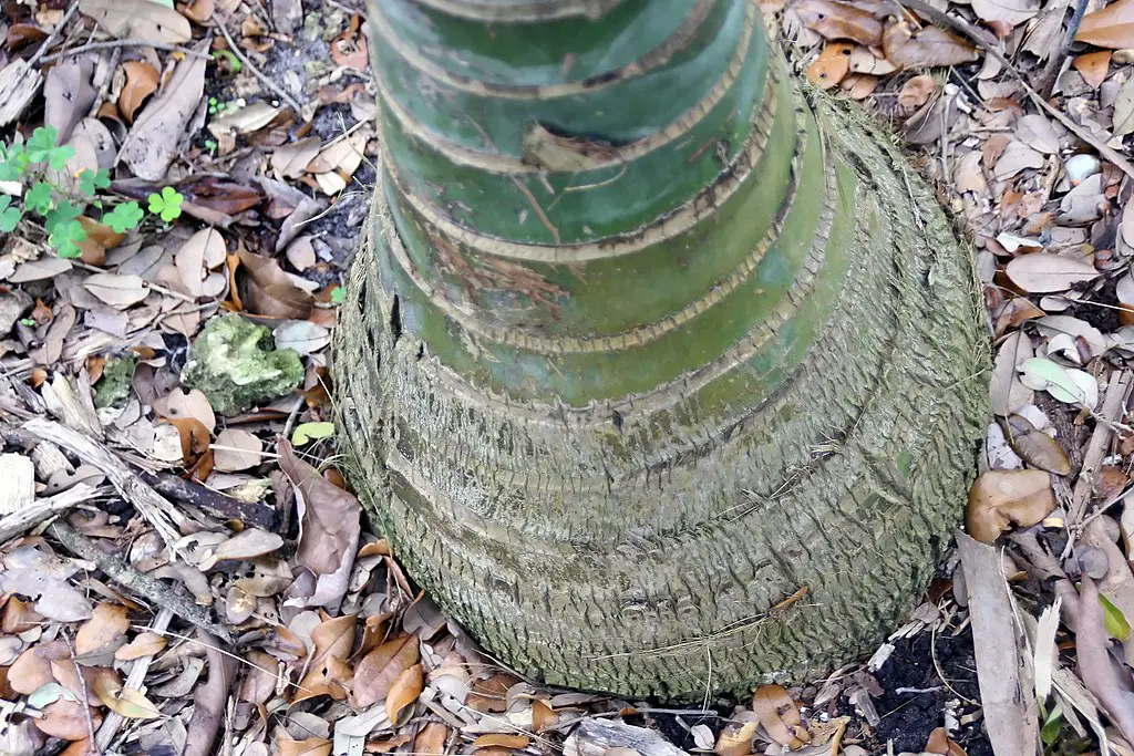 kentia palm base