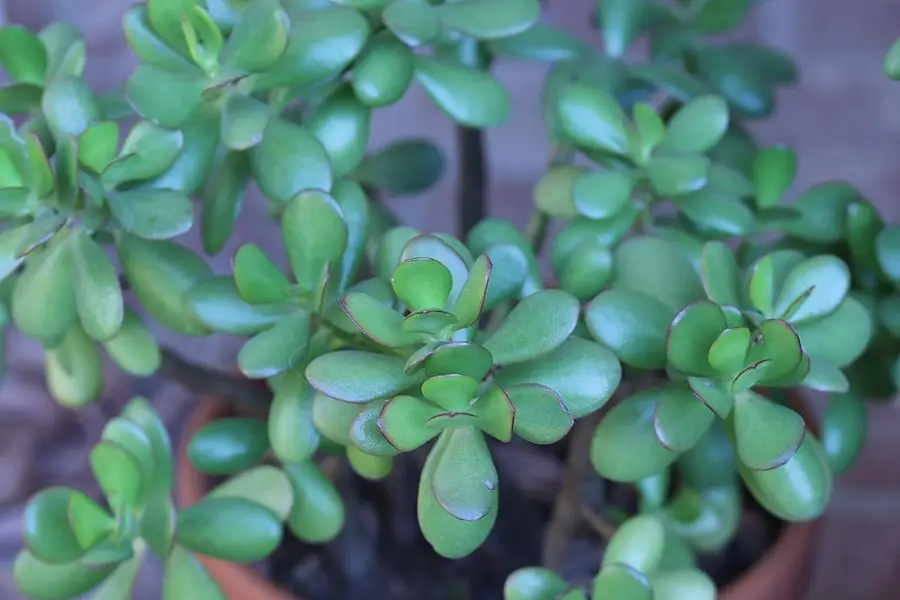 Crassula ovata Jade Plant