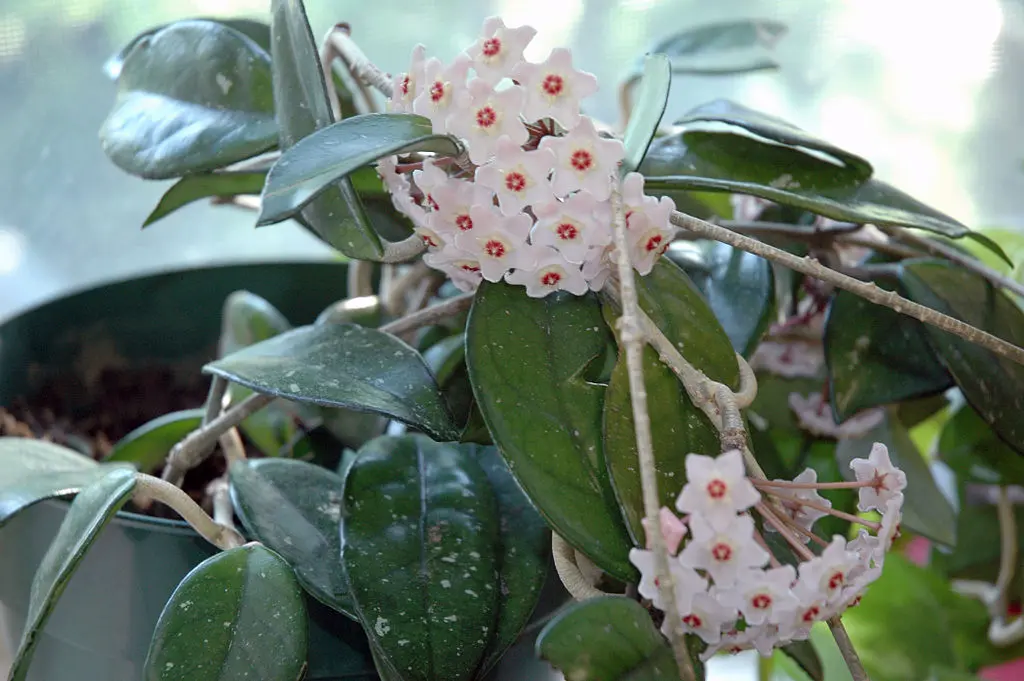 Hoya