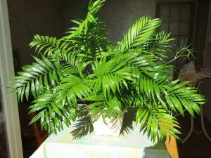 Parlor Palm Indoor Care