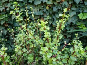 Elephant Bush Indoor Care -Portulacaria afra