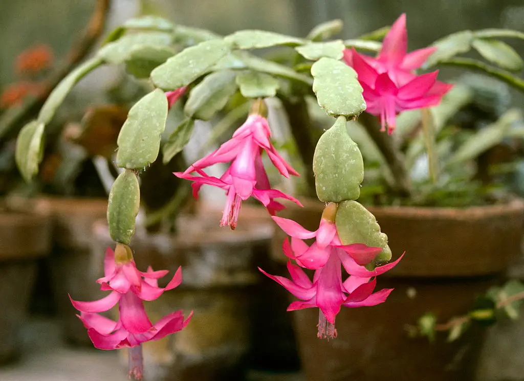 Schlumbergera - Christmas, Thanksgiving, and Easter Cactus