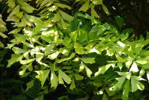 Fishtail Palm Indoor Care: 7 Secrets To Caryota mitis Care