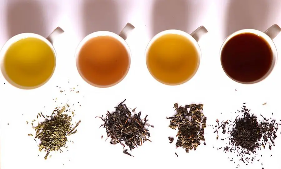 Harvesting and processing your tea leaves