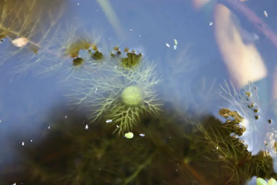 Utricularia australis