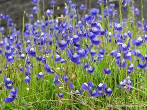 Bladderworts Are The Forgotten Carnivorous Plants - Utricularia reticulata