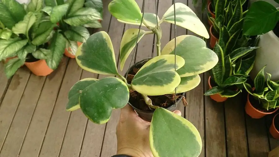 Hoya kerrii