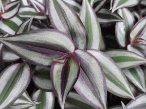 Inch Plant Care Made Easy (The Ultimate Care Guide)