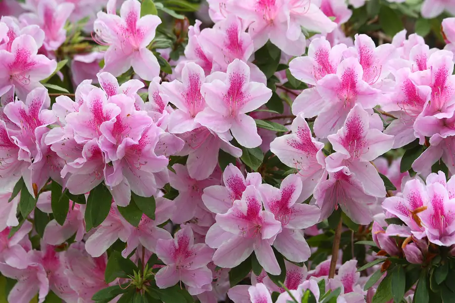 Best Flowers to Grow in Pots: Encore Azaleas Grown In Pots