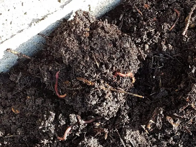 Worms in bokashi soil factory