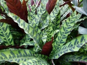 Rattlesnake Plant Indoor Care
