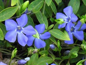 vinca vine in pots