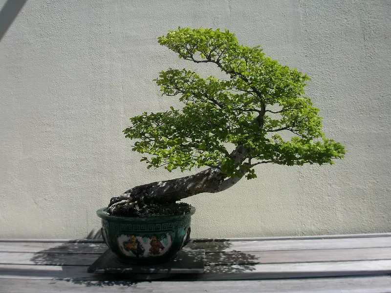 Chinese Elm (Ulmus parvifolia) Bonsai