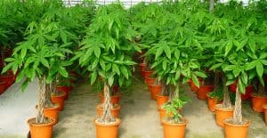 Pachira Money Tree Care