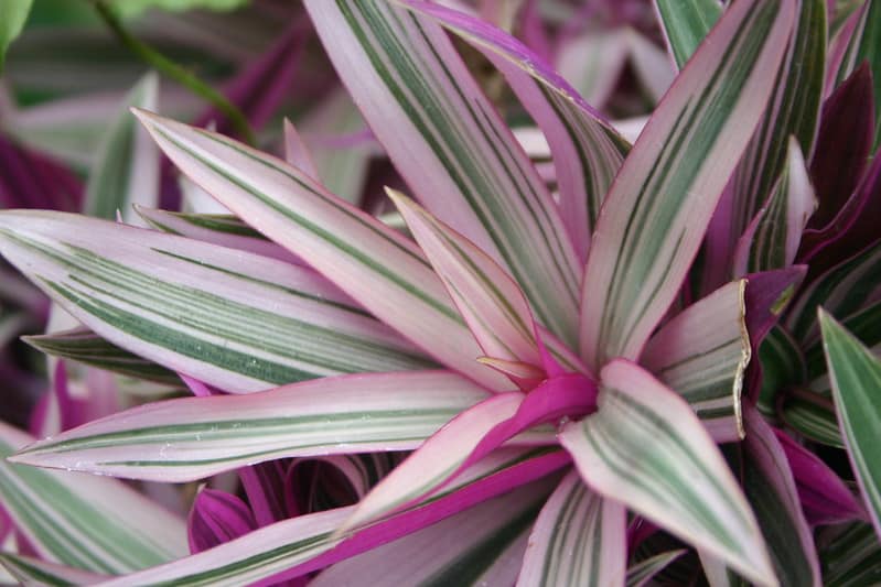 Tricolor Oyster Plant