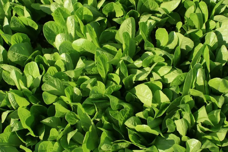 baby bib lettuce