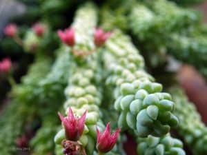 Donkey Tails Plant Care