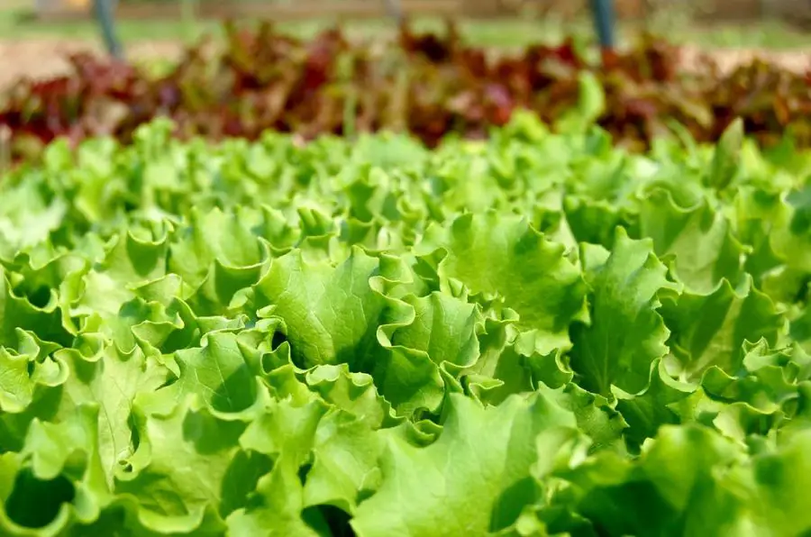 baby greens - lettuce