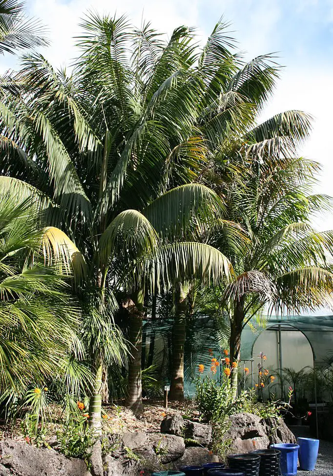 Howea forsteriana