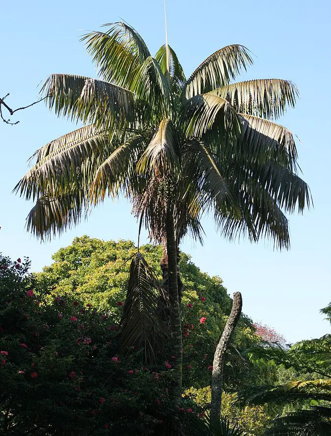 Kentia Palm Tree