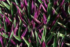 oyster plant care indoors