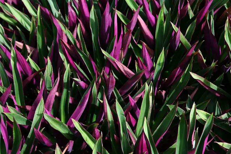 Oyster Plant Care Indoors