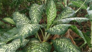 Dieffenbachia Care Indoors: Easy Tips and Tricks