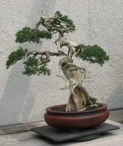 Indoor Juniper Bonsai Care