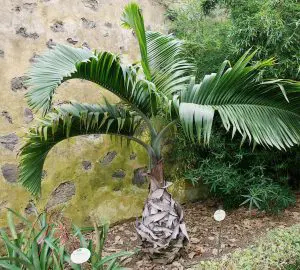 Bottle Palm Care: 9 Pro Tips