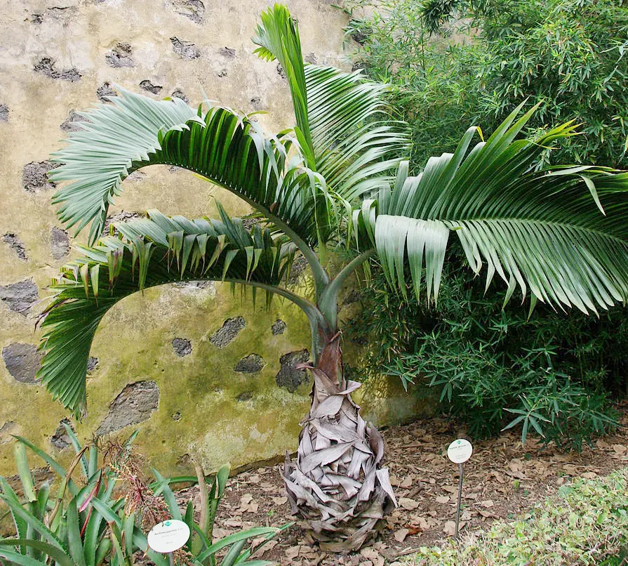 Bottle Palm Care: 9 Pro Tips