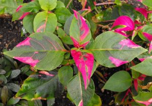 Alternanthera Party Time Care