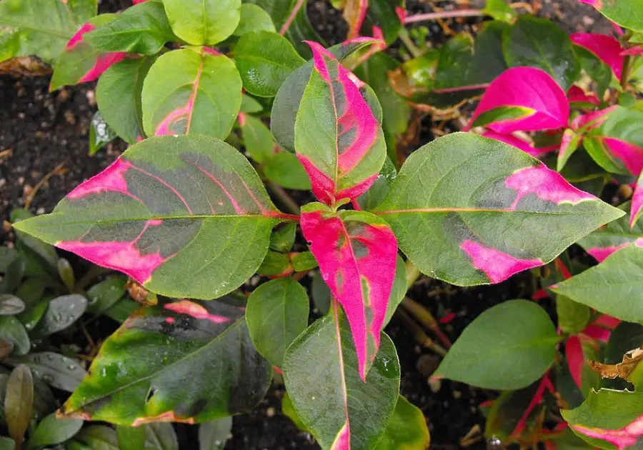 Alternanthera Party Time Care