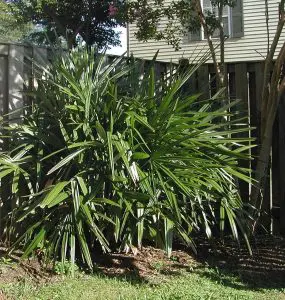 Needle Palm Tree Care