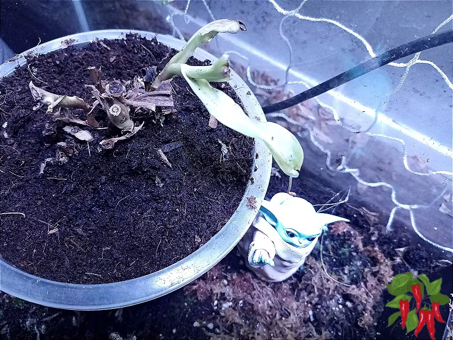 A Stalled Nepenthes Recovering And Starting To Pitcher