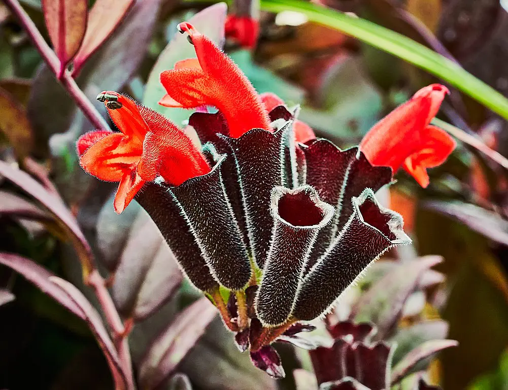 Lipstick Plant
